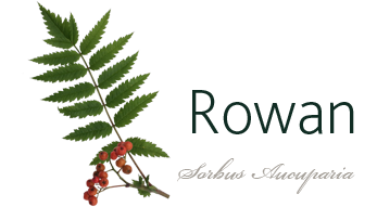 Rowan tree