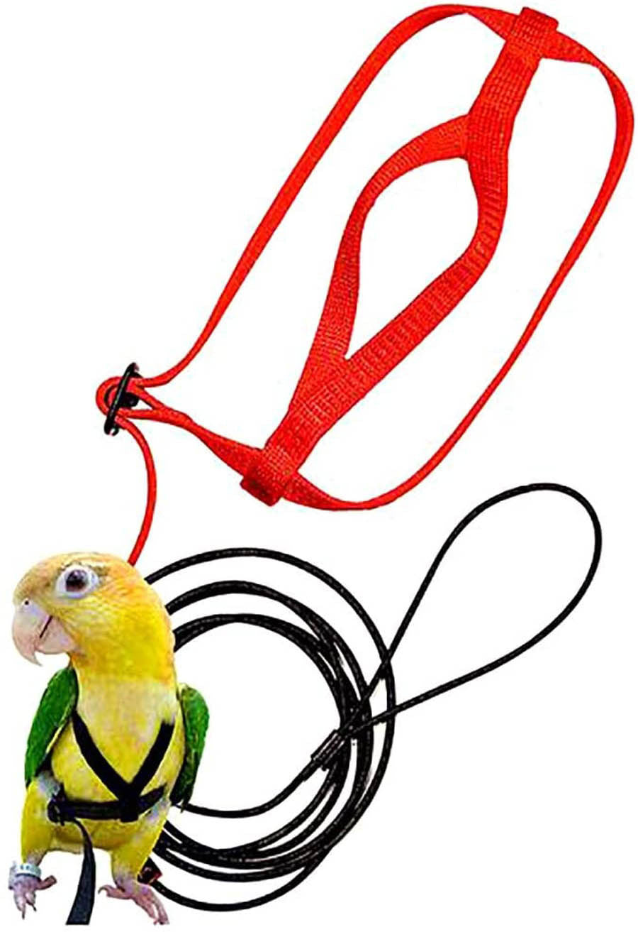 parrot-flying-with-flying-rope-and-bird-harness