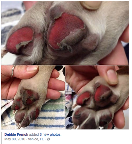 can dogs paws get burnt on hot pavement