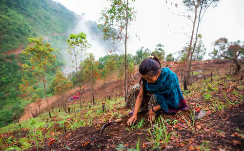 Frau von den Eden Reforestation Projects pflanzt einen Baum