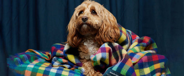 Golden cavoodle dog lying on a houndsome pure wool blanket in colourful checks