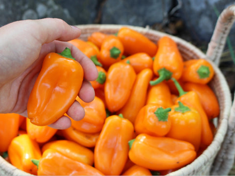 Hand holding a delicious Lunchbox Orange Sweet Pepper