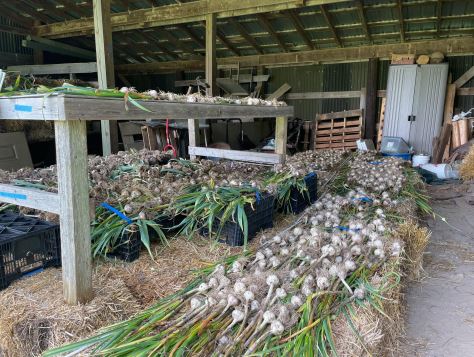 storing garlic