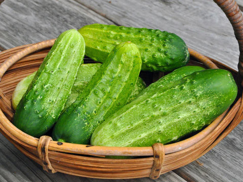 Chicago Pickling Cucumber