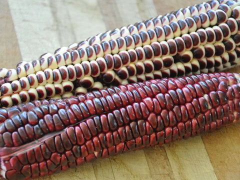 Soltera Morado Sweet Corn