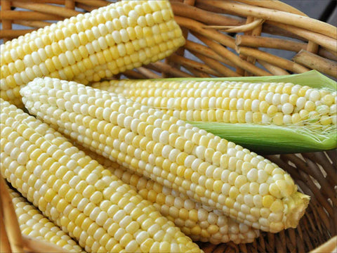 sweet corn