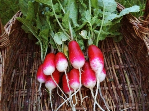 Delicious looking bunch of French Breakfast radishes