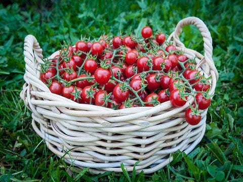 Growing-In-Place Cherry Tomato