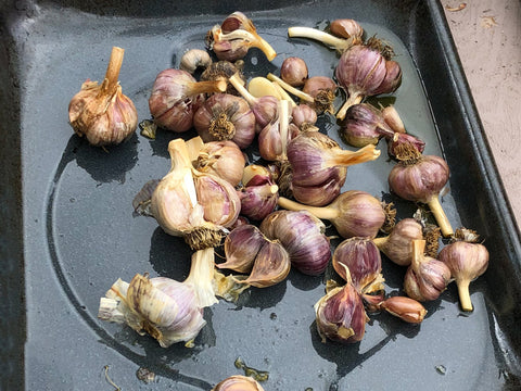 Tray of Roasted Garlic 