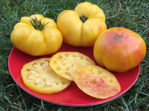 Isbell's Golden Colossal Tomatoes sliced on a plate