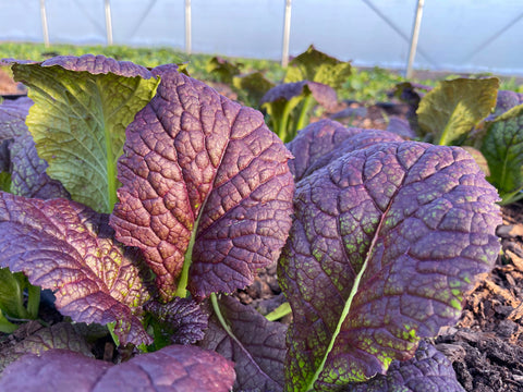 Mustard Greens growing in our hoophouse.