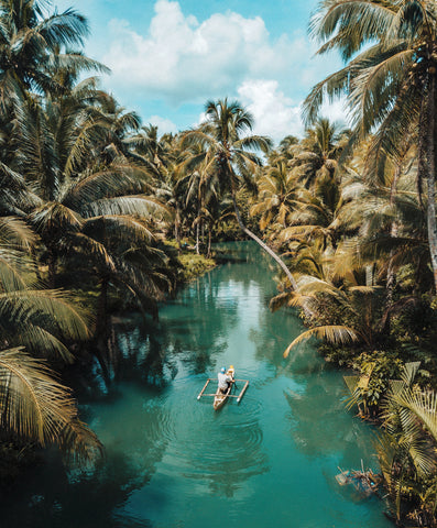 tropical picture with palm trees