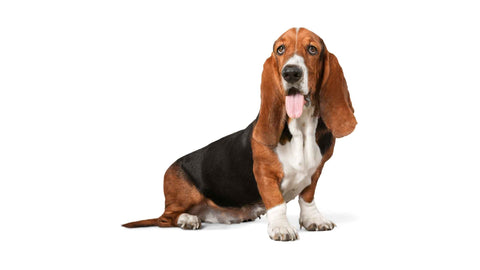 dog-Beagle-woofymeals