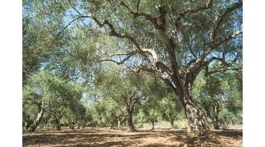 Greek olive trees for soap production