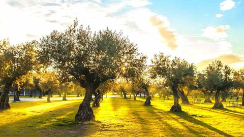 Greek olive trees