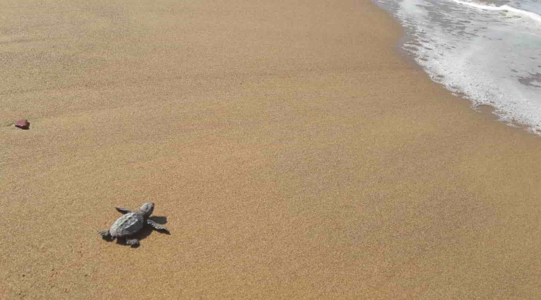 Sea turtle baby in Katakolon beach