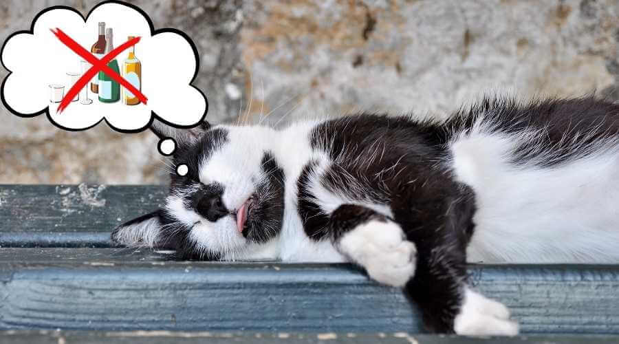 funny cat with hangover