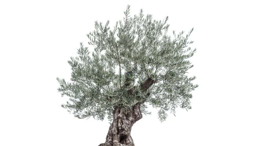 olive tree from which olive oil soap is made