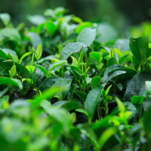 Tea Tree