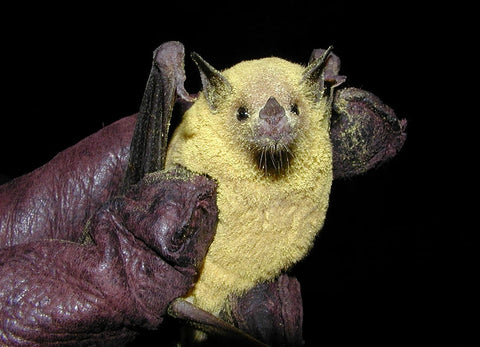 Lesser Long Nosed Bat National Parks Service