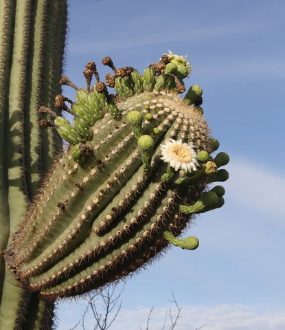 Saugero Cactus Blooms, National Park Service, Public Domain