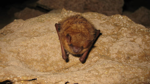 Tricolored Bat Russell Cave National Monument, NPS, Public Domain