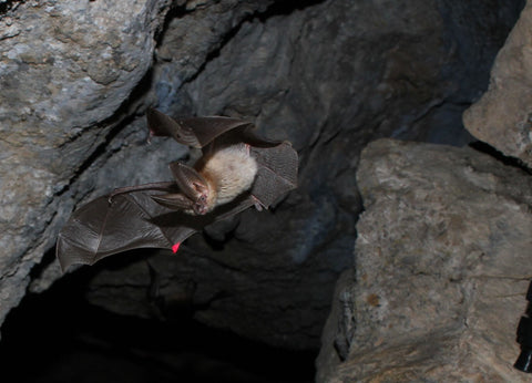 Western Big Eared Bat, Nevada Cave, National Park Service Photo