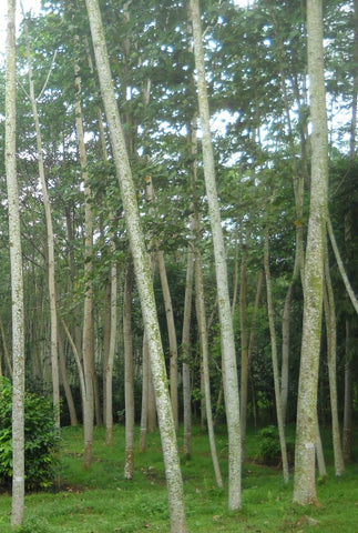 albizia trees in Indonesia
