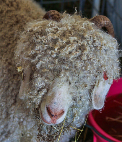 Angora Goat's Wool is Used for Mohair - The Little Lark - Alder & Alouette
