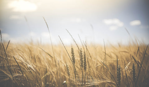 Barley Cereal Grains - The Little Lark Blog