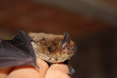 a small brown bat cave roosting bat keystone species