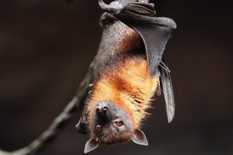 flying fox bat hanging upside down brown fur black wings