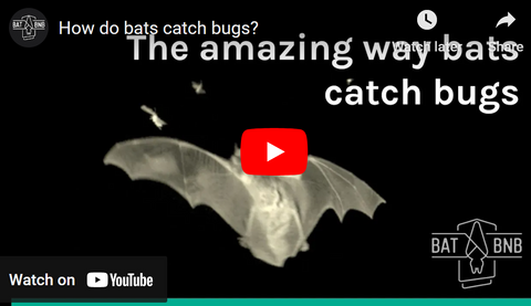 how bats catch bugs