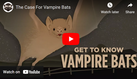 get to know vampire bats