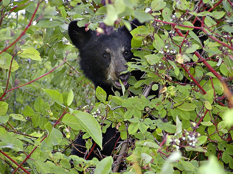 Black Bear in berry bushes - The Little Lark Blog