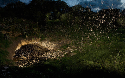 Mexican free-tailed bats emerge from Bracken Cave near San Antonio, Texas. Credit: Michael Durham_Minden Pictures /Bat Conservation International