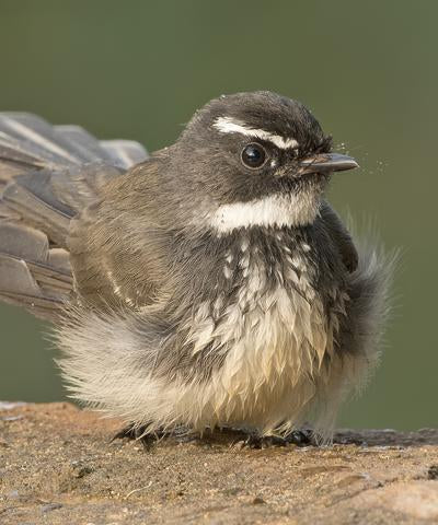 Brown and Tan Bird White Strip over Eye Little Lark