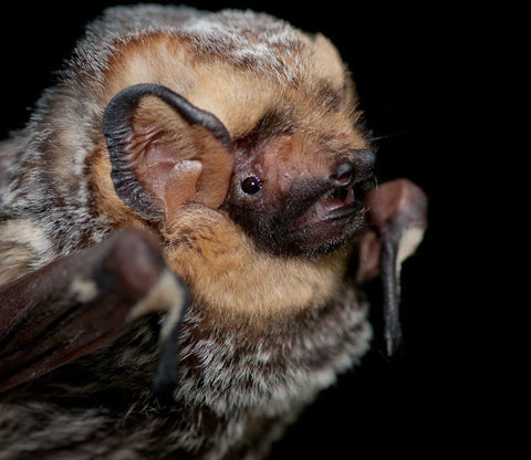 Hoary Bat, Isle Royal National Park, 2014, National Park Service Photo