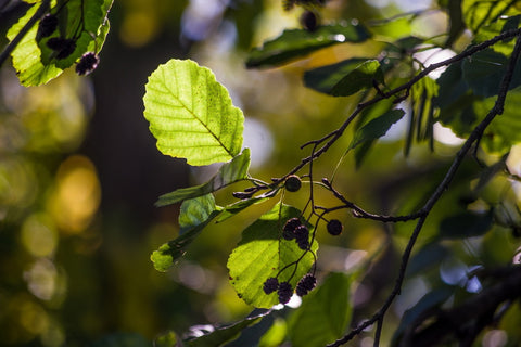 Red Alder Tree - Alder & Alouette