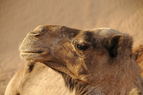 camel in morocco - Alder & Alouette