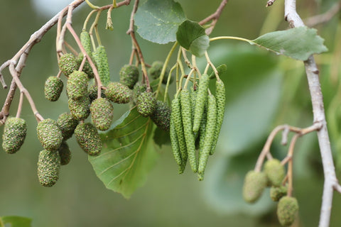 Red Alder Tree - Alder & Alouette