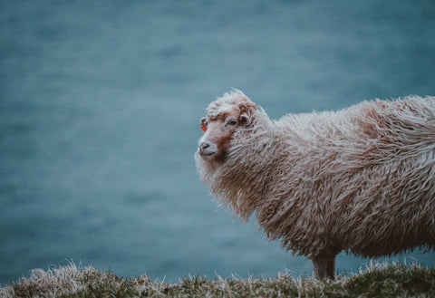 Sheep's Wool - The Little Lark - Alder & Alouette
