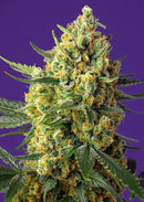 Sweet Seeds Crystal Candy XL Auto®
