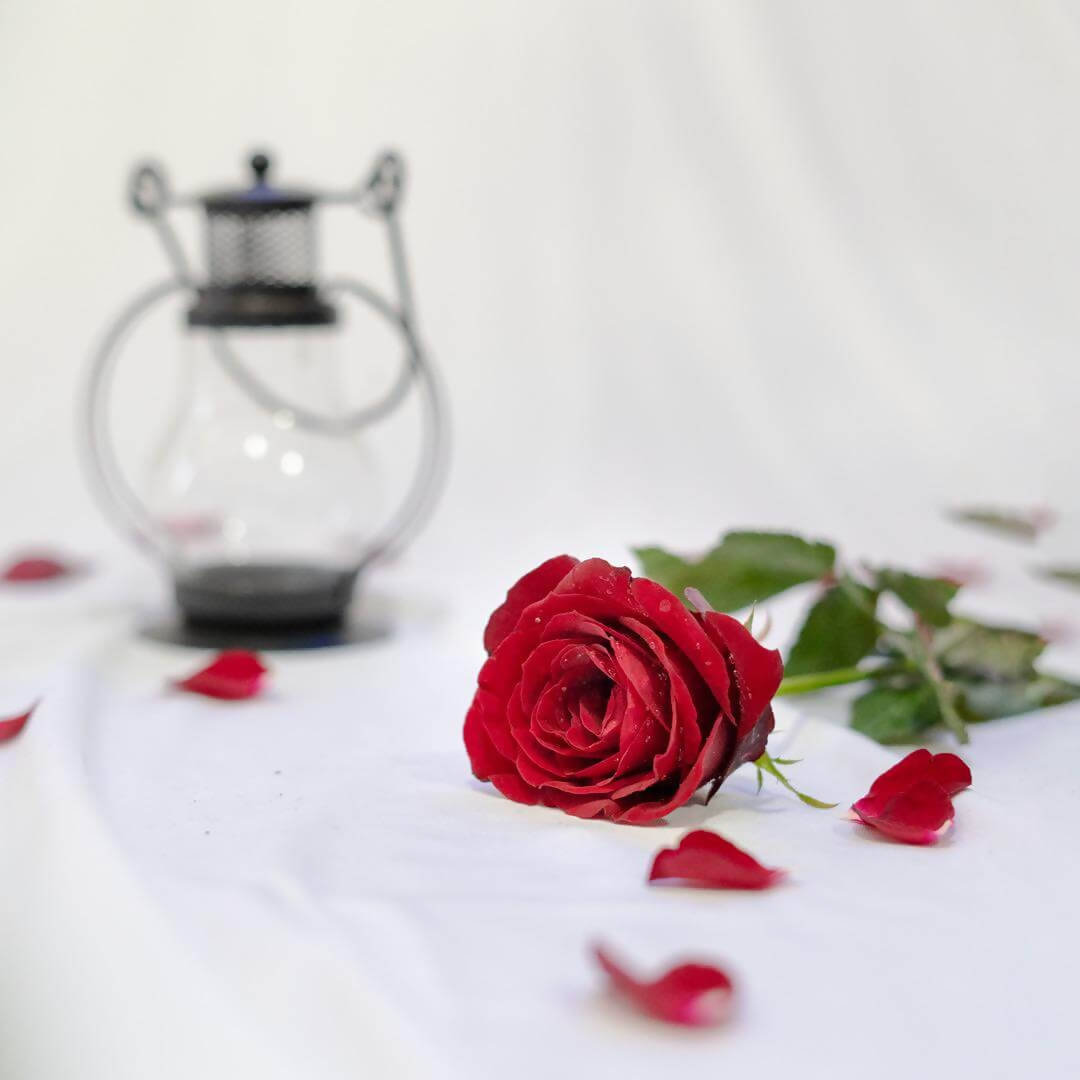 Buy Single Red Rose online in Sri Lanka 