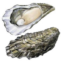 Pacific Oysters, Crassostrea gigas