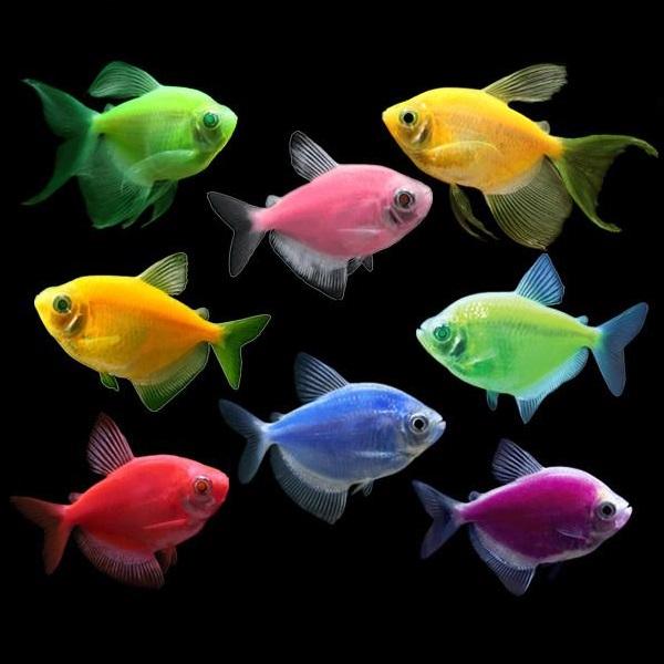 tetra fish glofish