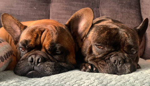 two French bulldogs laying down together on a sofa