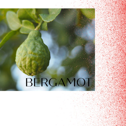 Green bergamot fruit hanging from a tree