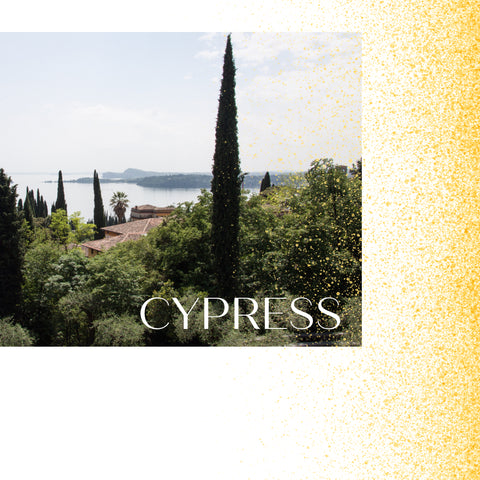 Italian cypress tree