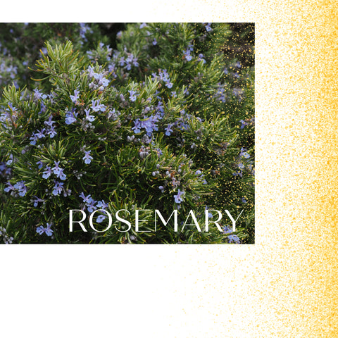 Rosemary herb in flower